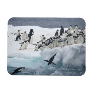 Antarktis, Insel Paulet. Adelie Pinguine Magnet