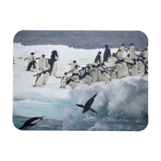 Antarktis, Insel Paulet. Adelie Pinguine Magnet (Horizontal)