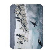Antarktis, Insel Paulet. Adelie Pinguine Magnet (Vertikal)