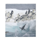 Antarktis, Insel Paulet. Adelie Pinguine Notizblock (Vorderseite)