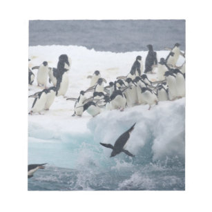 Antarktis, Insel Paulet. Adelie Pinguine Notizblock
