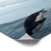 Antarktis, Insel Paulet. Adelie Pinguine Poster (Ecke)
