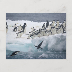 Antarktis, Insel Paulet. Adelie Pinguine Postkarte