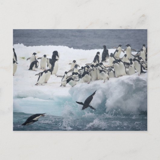 Antarktis, Insel Paulet. Adelie Pinguine Postkarte (Vorderseite)