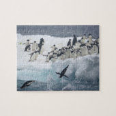 Antarktis, Insel Paulet. Adelie Pinguine Puzzle (Horizontal)