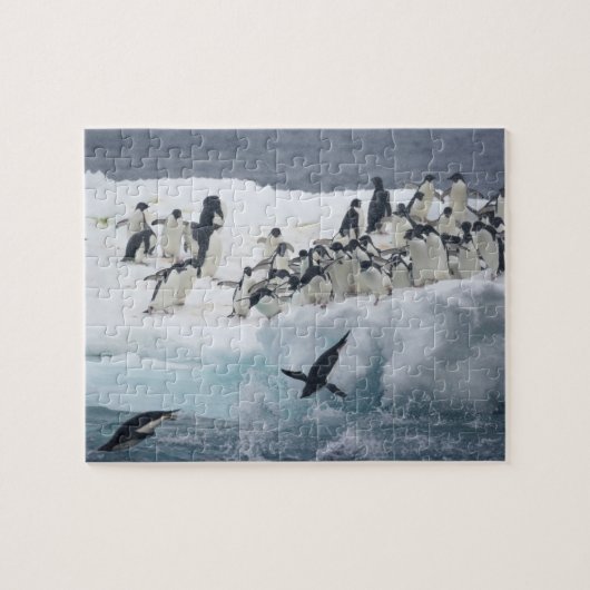 Antarktis, Insel Paulet. Adelie Pinguine Puzzle (Horizontal)
