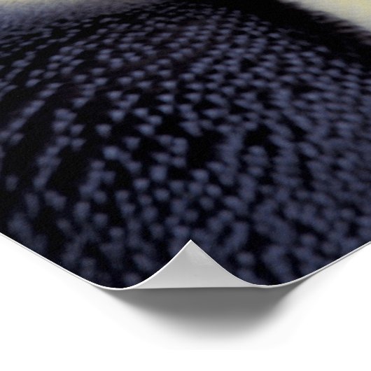 Antarktis, Kaiser Pinguin (Aptenodytes 2 Poster (Ecke)