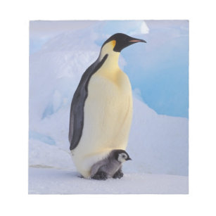 Antarktis, Kaiser Pinguin (Aptenodytes) Notizblock