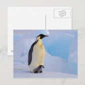 Antarktis, Kaiser Pinguin (Aptenodytes) Postkarte (Vorne/Hinten)