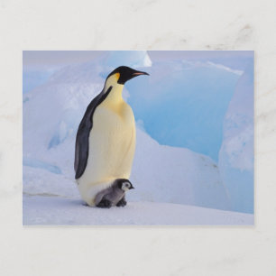 Antarktis, Kaiser Pinguin (Aptenodytes) Postkarte