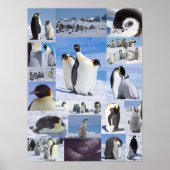 Antarktis Kaiser Pinguin Collage Poster (Vorne)