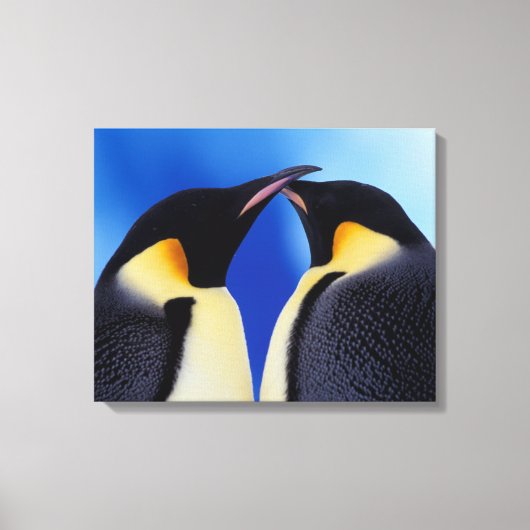 Antarktis, Kaiserpinguine Leinwanddruck (Vorderseite)