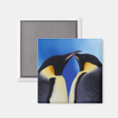 Antarktis, Kaiserpinguine Magnet (Vorderseite/Rückseite)