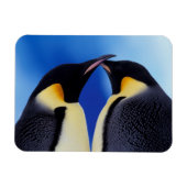 Antarktis, Kaiserpinguine Magnet (Horizontal)