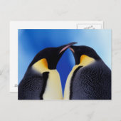 Antarktis, Kaiserpinguine Postkarte (Vorne/Hinten)