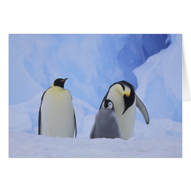 Antarktis. Kaiserpinguine und Küken (Vorderseite (Horizontal))