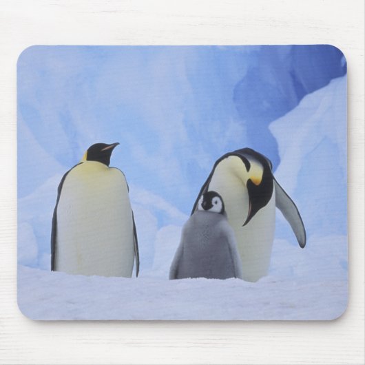 Antarktis. Kaiserpinguine und Küken Mousepad (Vorne)