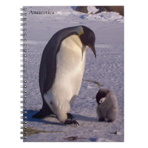 Antarktis Mutterpenguin streichelt Baby Notizblock