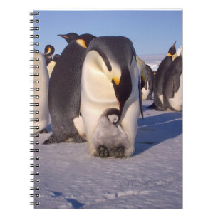 Antarktis Mutterpenguin streichelt Baby Notizblock