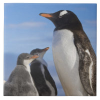 Antarktis, Neko Cove (Hafen). Gentoo Pinguin 2