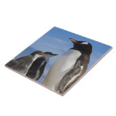 Antarktis, Neko Cove (Hafen). Gentoo Pinguin 2 Fliese (Seite)