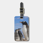 Antarktis, Neko Cove (Hafen). Gentoo Pinguin 2 Gepäckanhänger (Vorderseite vertikal)