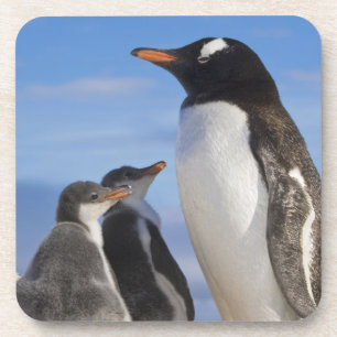 Antarktis, Neko Cove (Hafen). Gentoo Pinguin 2 Getränkeuntersetzer