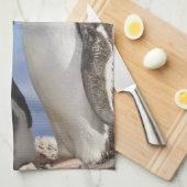 Antarktis, Neko Cove (Hafen). Gentoo Pinguin 2 Küchentuch (Viertel Falte)