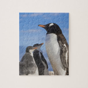Antarktis, Neko Cove (Hafen). Gentoo Pinguin 2 Puzzle