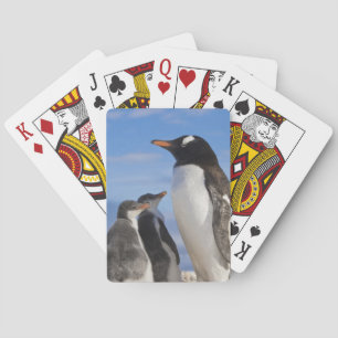 Antarktis, Neko Cove (Hafen). Gentoo Pinguin 2 Spielkarten