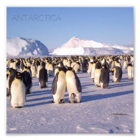 Antarktis, Pinguinherde Foto