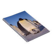 Antarktis, Pinguinherde Foto Notizblock (Rechte Seite)