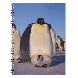 Antarktis, Pinguinherde Foto Notizblock