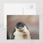 Antarktis Postkarte (Vorne/Hinten)