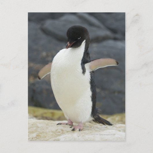 Antarktis Postkarte (Vorderseite)
