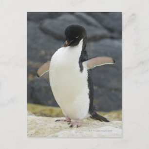Antarktis Postkarte