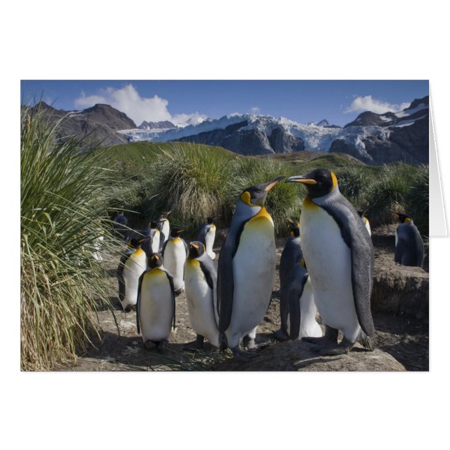 Antarktis, South Georgia Island UK), König (Vorderseite (Horizontal))