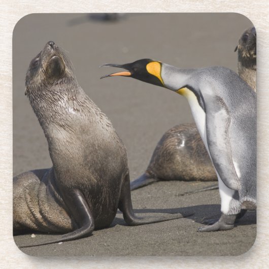 Antarktis, South Georgia Island (UK), König 3 Getränkeuntersetzer (Vorderseite)