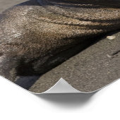 Antarktis, South Georgia Island (UK), König 3 Poster (Ecke)