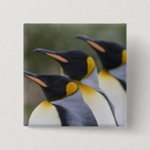 Antarktis, South Georgia Island UK), König Button