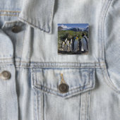 Antarktis, South Georgia Island UK), König Button (Beispiel)