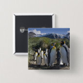 Antarktis, South Georgia Island UK), König Button (Vorne & Hinten)
