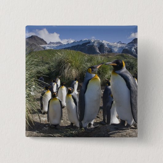 Antarktis, South Georgia Island UK), König Button (Vorderseite)