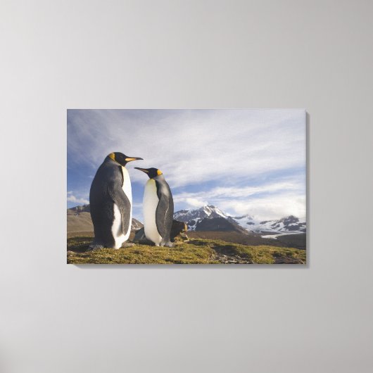 Antarktis, South Georgia Island UK), König Leinwanddruck (Vorderseite)