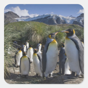Antarktis, South Georgia Island UK), König Quadratischer Aufkleber