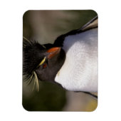 Antarktis, subantarktische Inseln, Süden 5 Magnet (Vertikal)