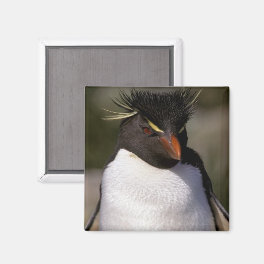 Antarktis, subantarktische Inseln, Süden 5 Magnet (Vorderseite/Rückseite)