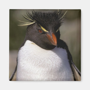 Antarktis, subantarktische Inseln, Süden 5 Magnet