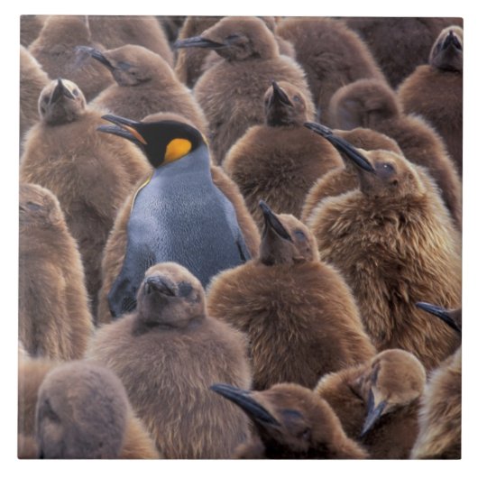 Antarktis, Süd-Georgien-Insel, Königspinguine Fliese (Vorderseite)