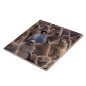 Antarktis, Süd-Georgien-Insel, Königspinguine Fliese (Seite)